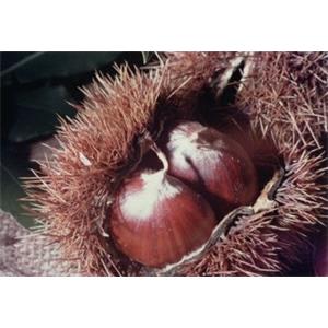 Consorzio Produttori Marroni Alta Valle Sesio