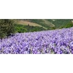 Podere Castellinuzza Di Paolo Coccia