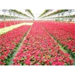 Cofloratoscana Soc. Coop. Cons.