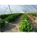 Societa Agricola La Fattoria