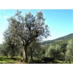 La Valle Del Sasso Di Giannetti Flavio