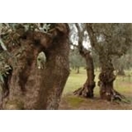 Oleificio Melendugno Rinascita Agricola