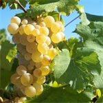 Pietra Pinta