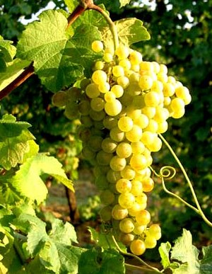 verdicchio