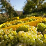 340 milioni erogati per il settore vitivinicolo Settore Vitivinicolo