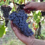 Ottima vendemmia e vino con l’autunno caldo raccolta-uva
