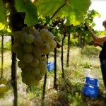 Vendemmia 2015 in Italia positiva;Stimato un +10% vendemmia