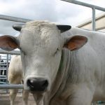 Pronti 31 milioni di euro a sostegno della zootecnia Pronti 31 milioni di euro a sostegno della zootecnia