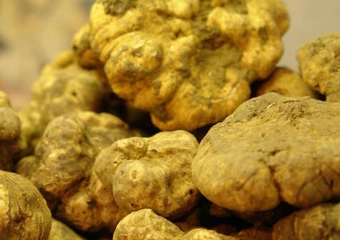 Il Tartufo Bianco 2018